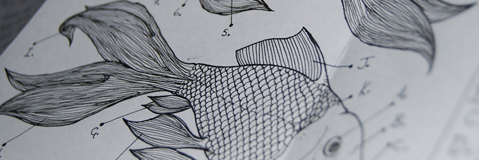 Technical drawing of fish anatomy for Experiments